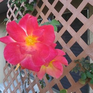 Meet your Posher, Valentina